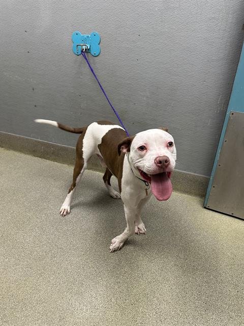 PRINCE - Pit Bull Terrier available for adoption