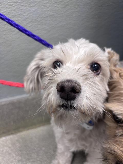 *RALPHINA - Maltese available for adoption