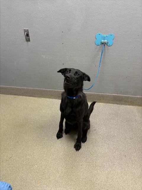 DUKE - German Shepherd Dog available for adoption