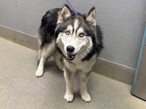 OLAF - Siberian Husky available for adoption