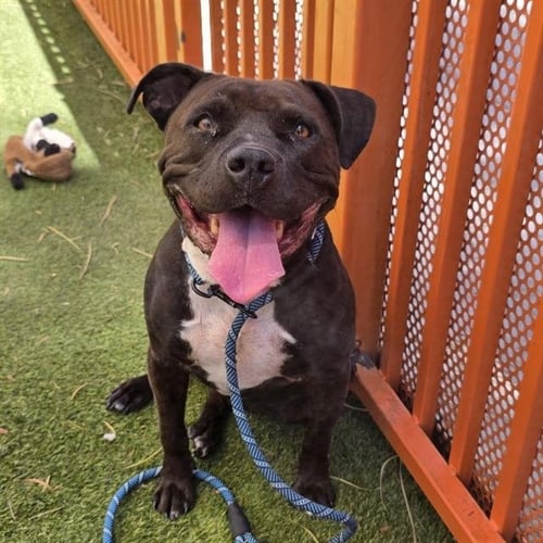 *DUSTY ROSE - Pit Bull Terrier available for adoption