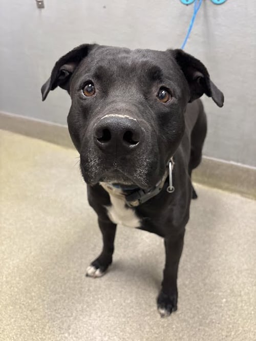 *KRISTOFF - Pit Bull Terrier available for adoption