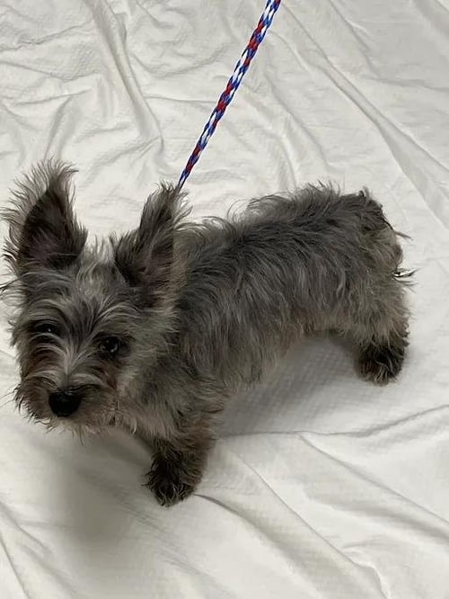 A1431685 - Miniature Schnauzer available for adoption