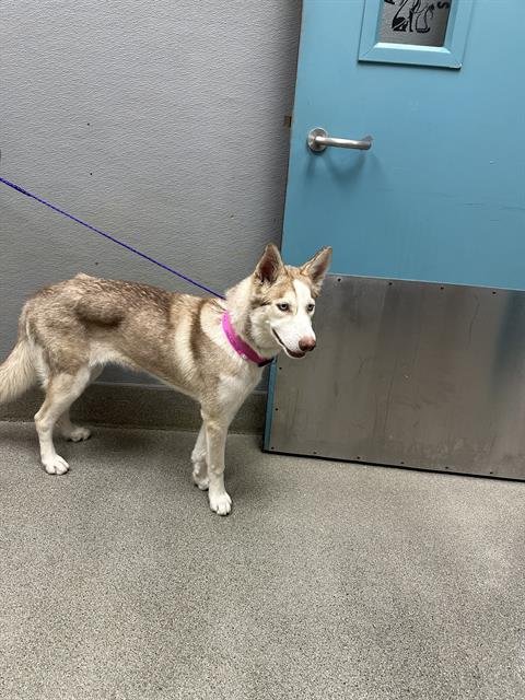 *ISABELLE - Siberian Husky available for adoption