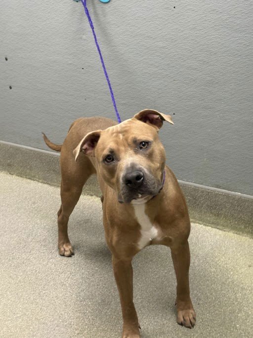 ENOCH - Pit Bull Terrier available for adoption