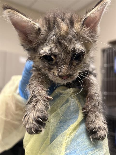 *LABUBU - Domestic Short Hair available for adoption