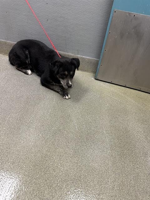 *CLEM - Australian Shepherd / German Shepherd Dog available for adoption