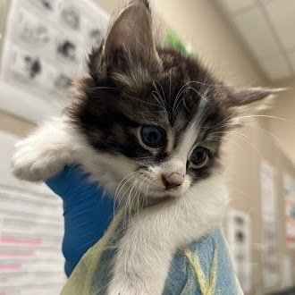 *ROME - Domestic Short Hair available for adoption