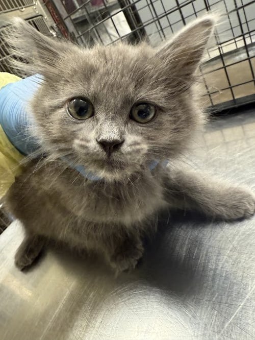 BETTY BOOP - Domestic Medium Hair available for adoption