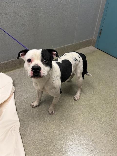 *WILLIE NELSON - Pit Bull Terrier available for adoption