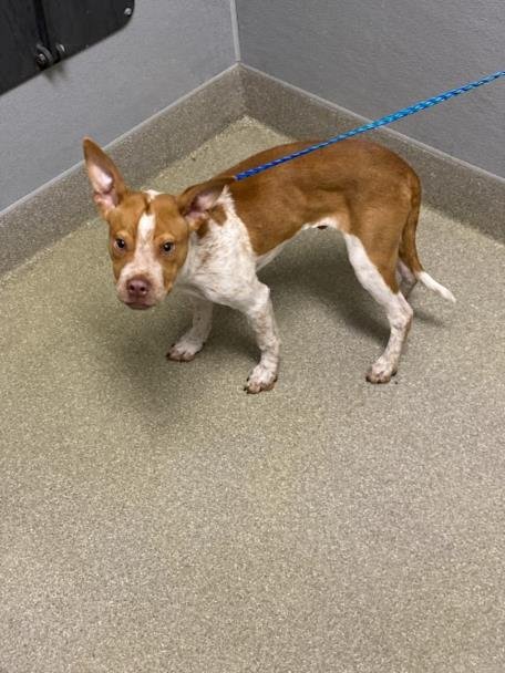 RAIDER - Pit Bull Terrier available for adoption