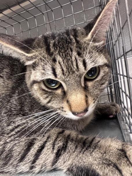 UZI - Domestic Short Hair available for adoption