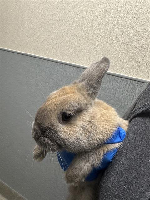 BOOSHKA - Shorthaired Rabbit available for adoption