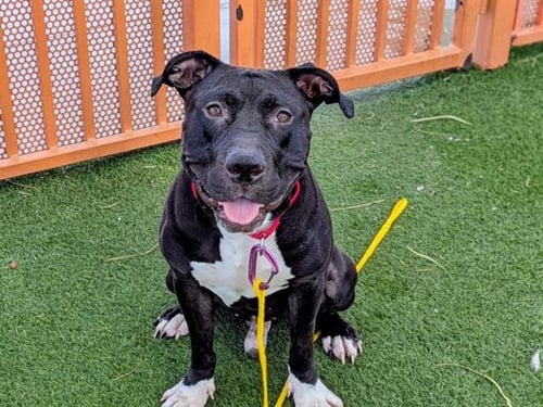 *SHADOW - Pit Bull Terrier available for adoption