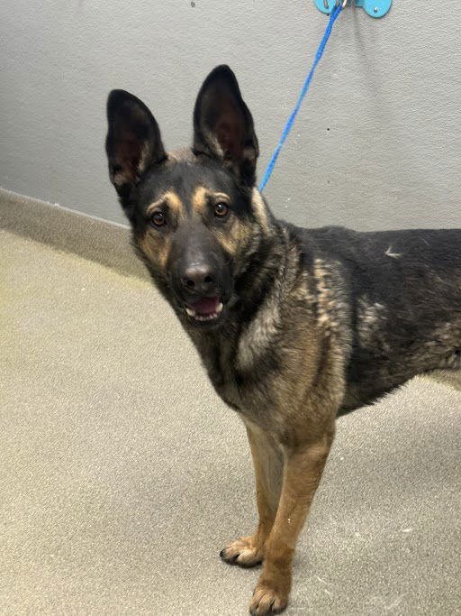 *LOBO - German Shepherd Dog available for adoption