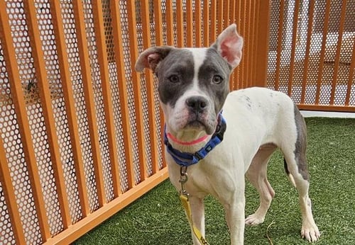 *DANDELION - Pit Bull Terrier for adoption in North Las Vegas