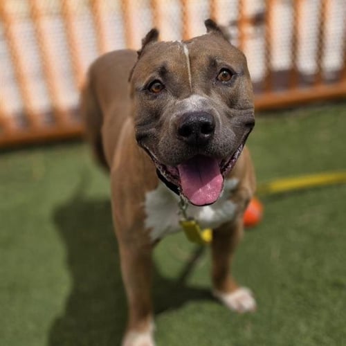 *MAC - Pit Bull Terrier available for adoption