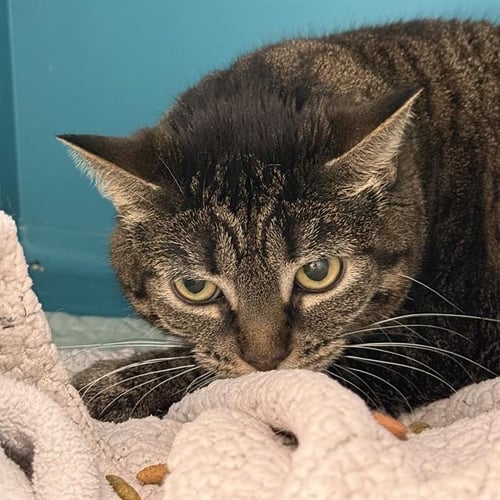 LILLY BUG - Domestic Short Hair available for adoption