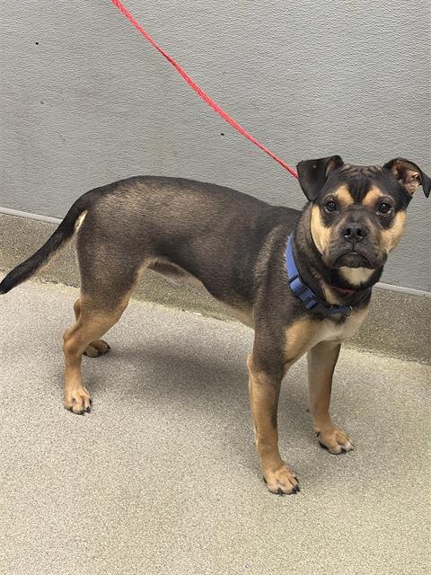 *CLAYTON - Pit Bull Terrier available for adoption