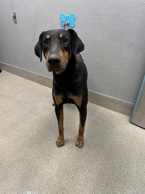 PLEX - Doberman Pinscher available for adoption