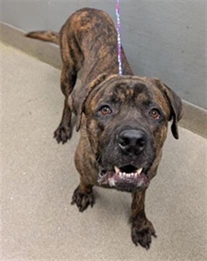 BEAR - Cane Corso Mastiff available for adoption