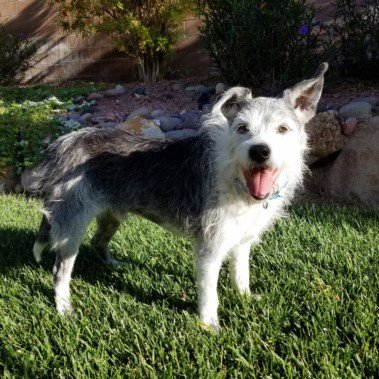 GIGABYTE - Terrier available for adoption