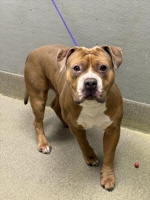 *STUMPY - Pit Bull Terrier available for adoption