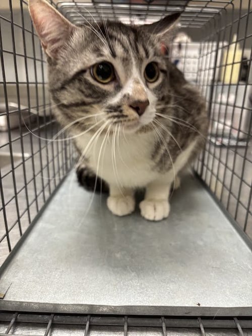 *TIGEREYE - Domestic Short Hair available for adoption