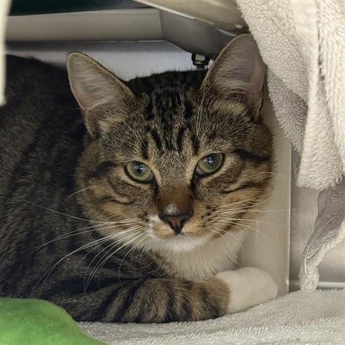 *BRANCH - Domestic Short Hair available for adoption