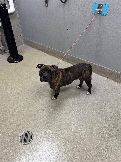 ACE - Pit Bull Terrier available for adoption