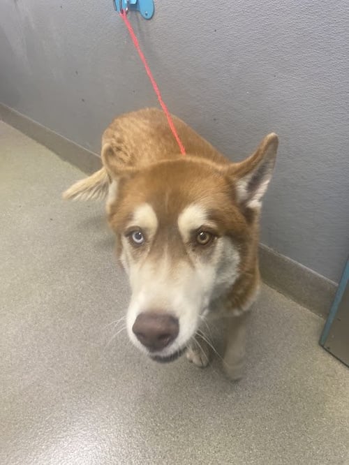 FLASH - Siberian Husky available for adoption