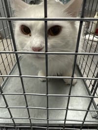 *STRAWBERRY - Photo 1