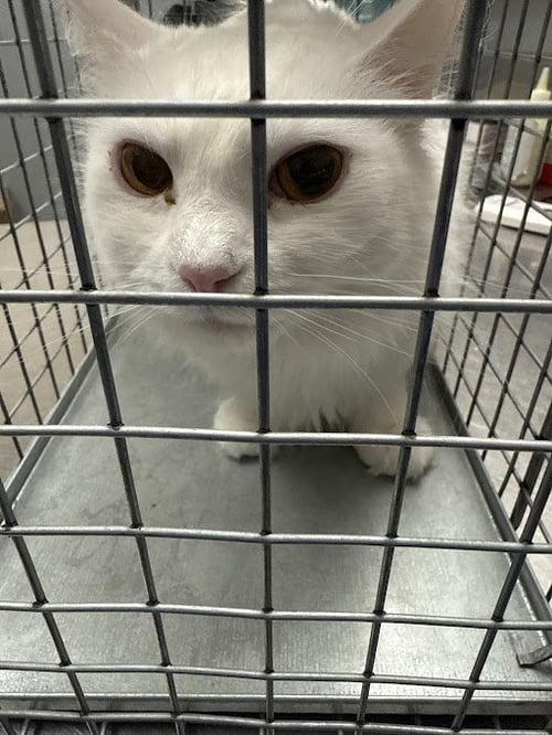 *STRAWBERRY - Domestic Short Hair available for adoption