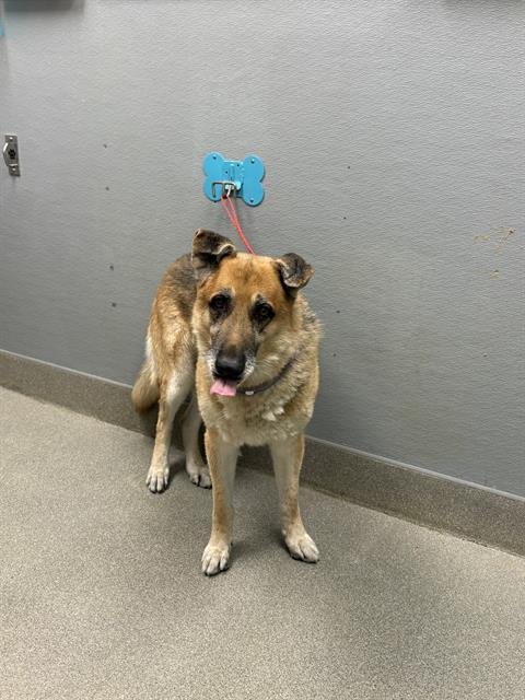 *WILLIAM JR - German Shepherd Dog available for adoption