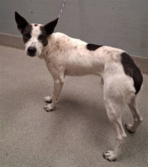 *PATCHES - Border Collie available for adoption