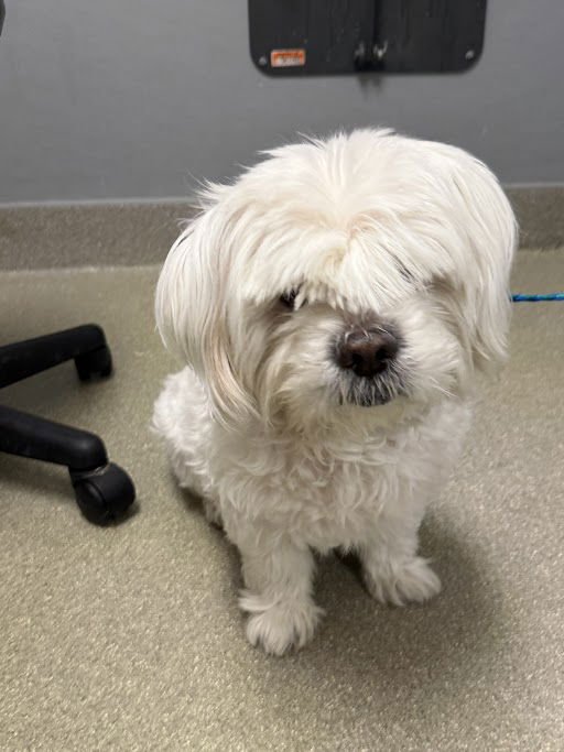 KINGSLEY - Havanese available for adoption