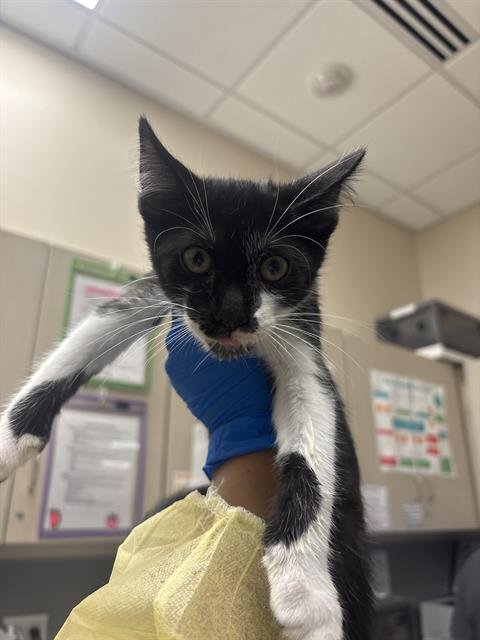 *MOSS - Domestic Short Hair available for adoption
