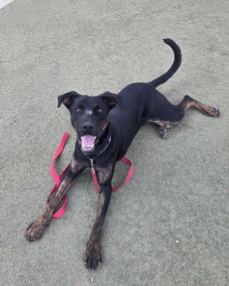 *MOLLY - Dutch Shepherd available for adoption