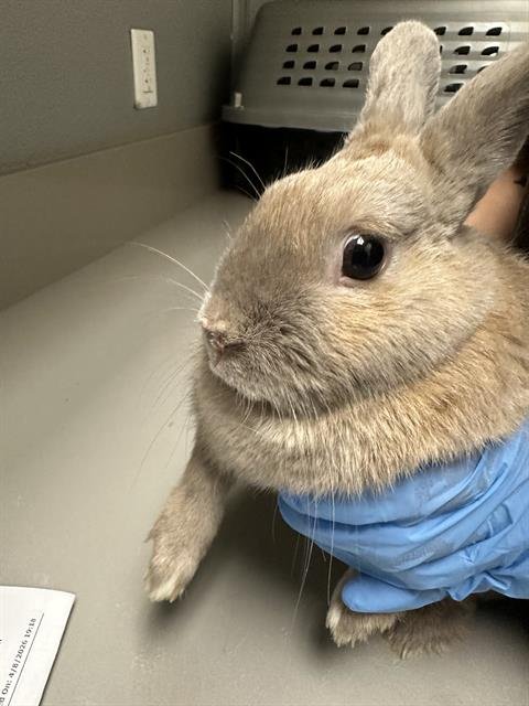 CANNOLI - Dwarf Hotot available for adoption