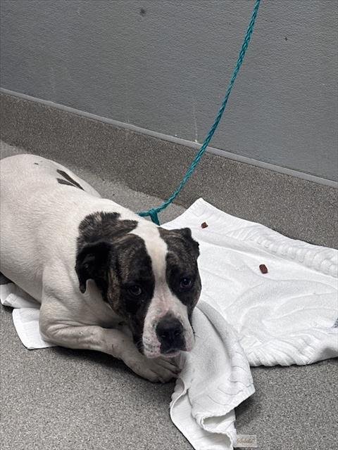 CHASE - Pit Bull Terrier available for adoption