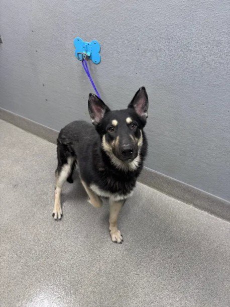 SPAWN - German Shepherd Dog available for adoption