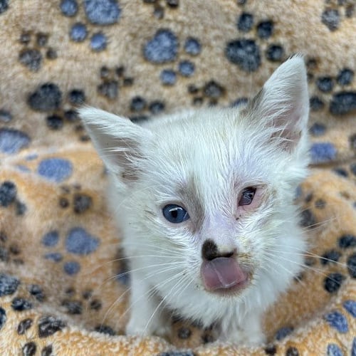 *ZAMIR - Domestic Short Hair available for adoption