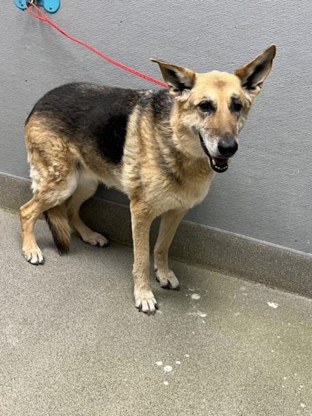 MAGGIE - German Shepherd Dog available for adoption