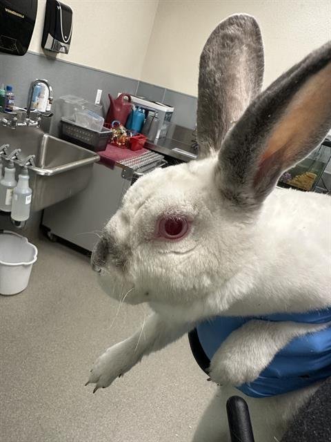 *ABAD - Shorthaired Rabbit available for adoption