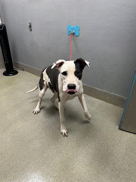 *BANDIT - Pit Bull Terrier available for adoption