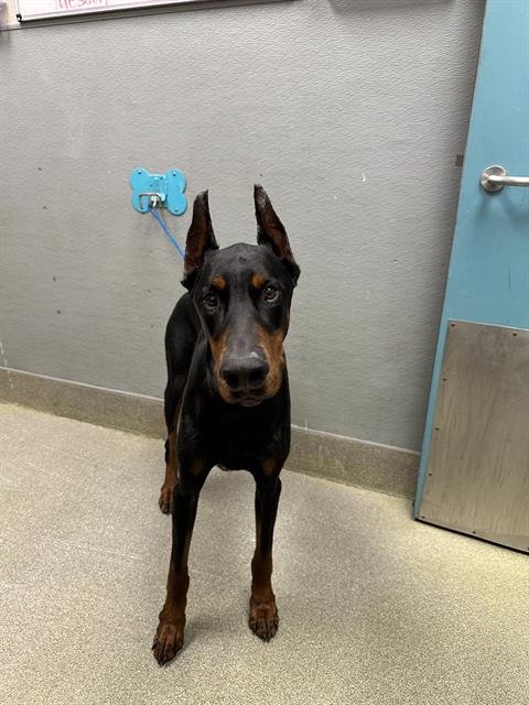ODISSIUS - Doberman Pinscher available for adoption