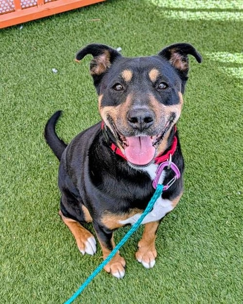 NALA - Rottweiler available for adoption
