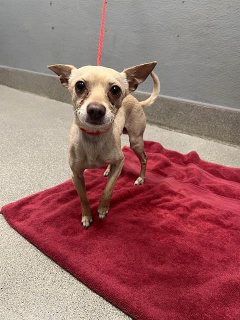 *ARTHUR - Chihuahua available for adoption