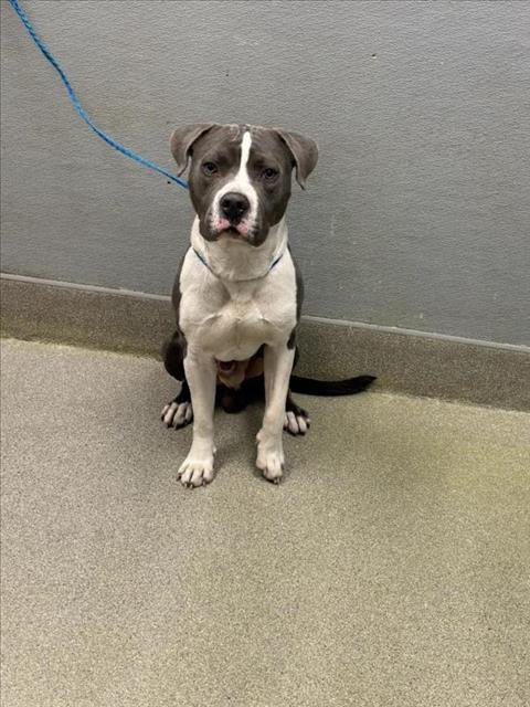 *JAMES HOUSTON - Pit Bull Terrier available for adoption