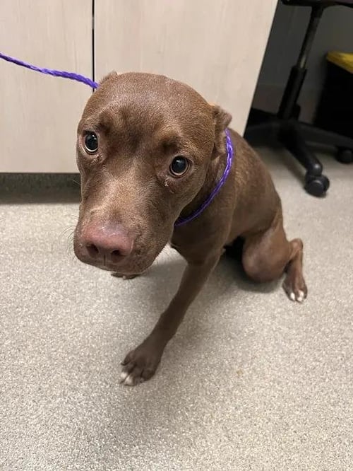 *COCO BEAN - Rhodesian Ridgeback available for adoption